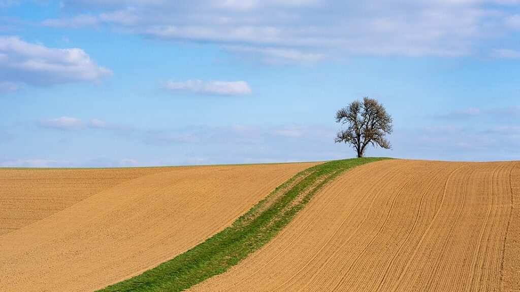 The Hero Tree – עץ הגיבור