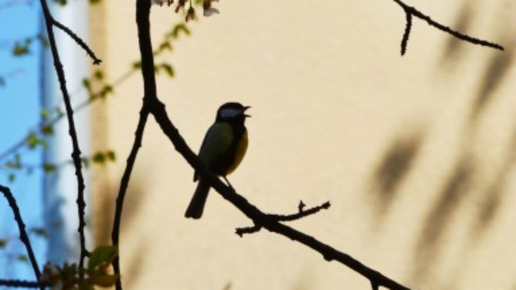 Little Bird – ציפורה קטנה